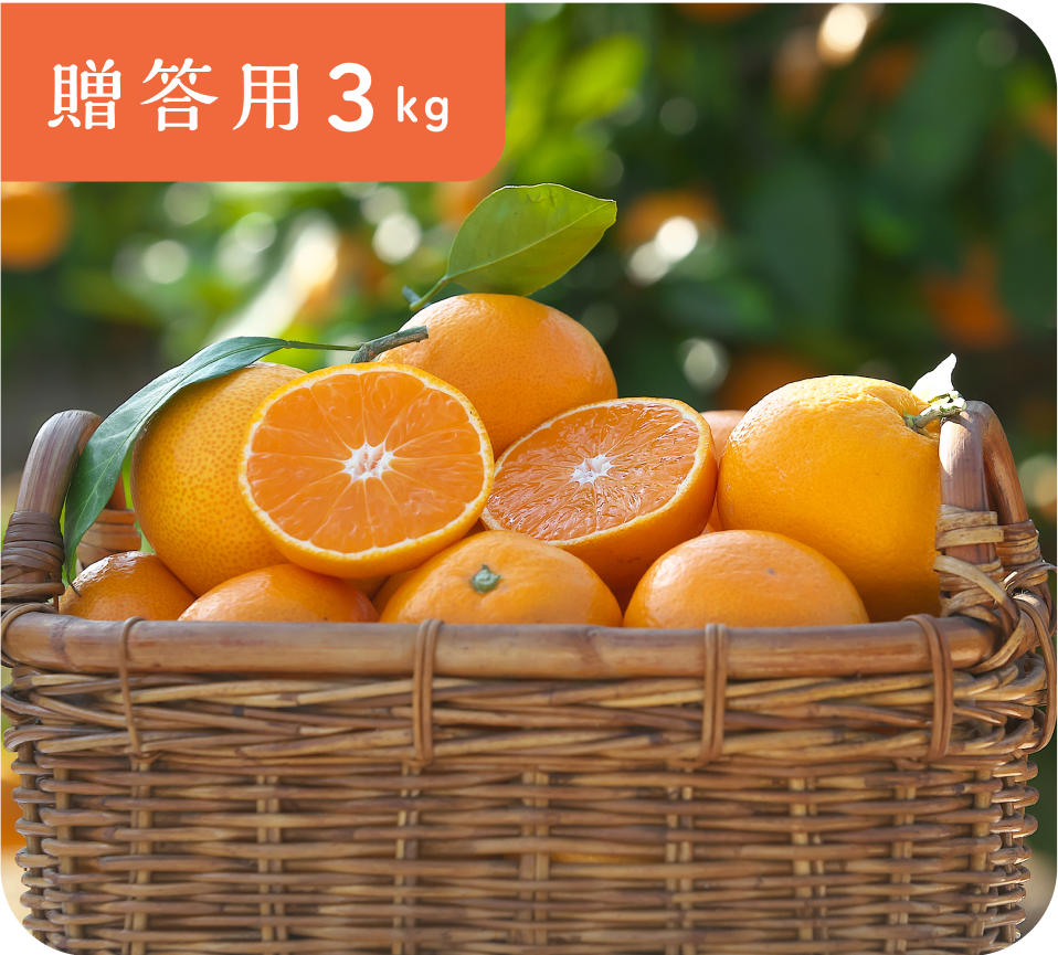 【贈答用】有田みかん(3kg・S〜Lサイズ)