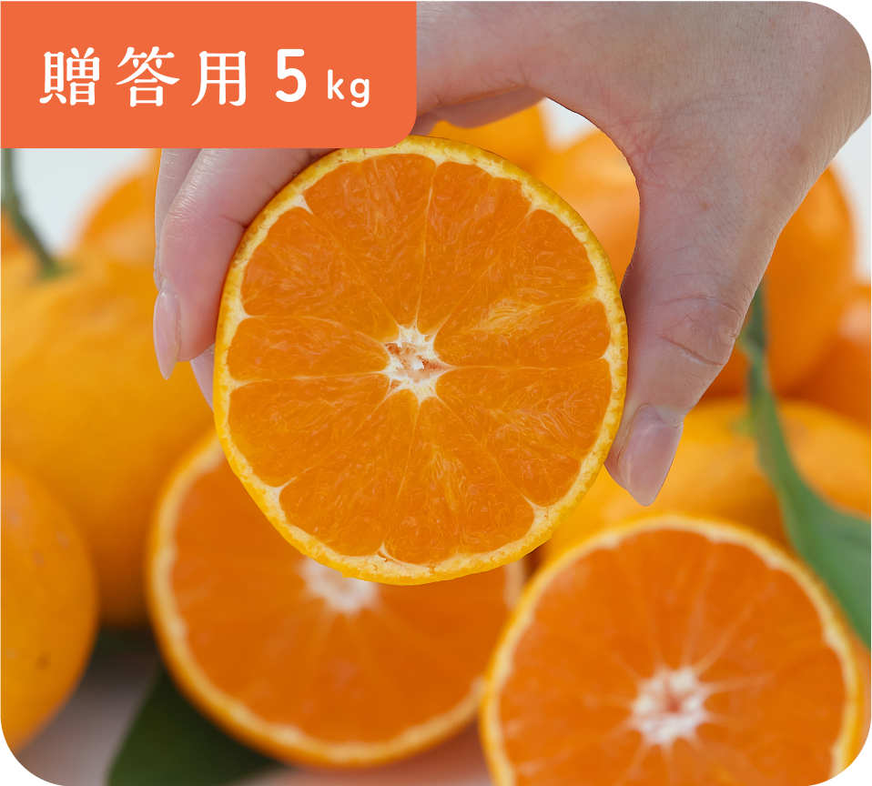 【贈答用】有田みかん(5kg・S〜Lサイズ)