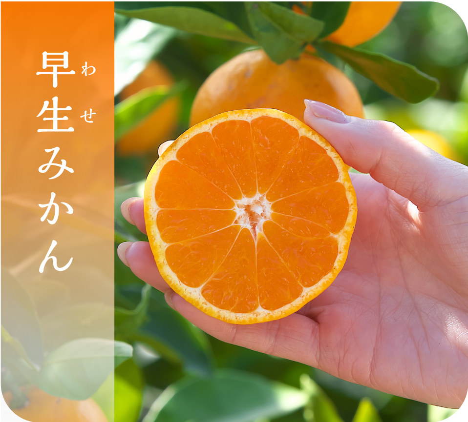 有田みかん(3kg・SSサイズ)