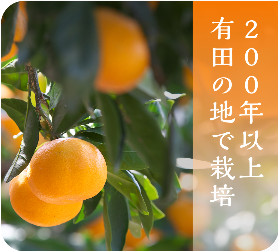 有田みかん(3kg・SSサイズ)