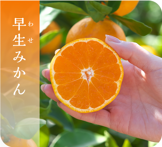 有田みかん(3kg・SSサイズ)